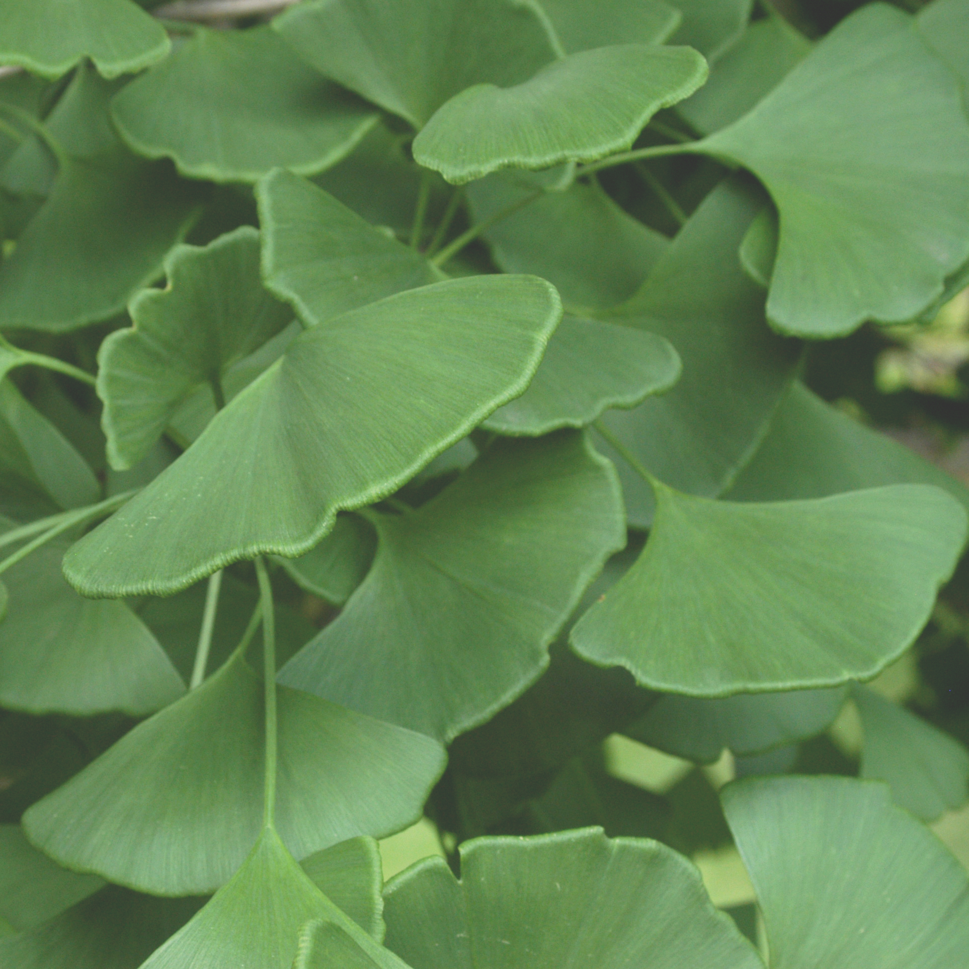 Ginko biloba